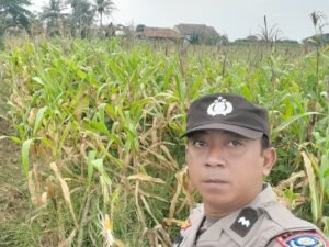 Polsek Kronjo Cek Lahan Jagung Hibrida Program Ketahanan Pangan. Dukung Produktivitas Petani dan Stabilitas Pangan Daerah