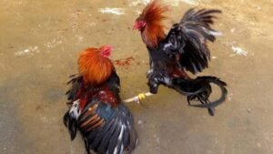 Warga Buaran Kandang Geram, Dugaan Sabung Ayam Diduga Berlangsung Rutin namun Aparat Dinilai Diam