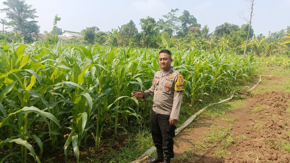 Bhabinkamtibmas Turun ke Ladang! Polsek Cikupa Pantau Jagung Hibrida, Garap Lahan 0,5 Ha untuk Ketahanan Pangan