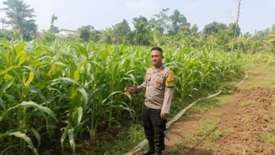 Bhabinkamtibmas Turun ke Ladang! Polsek Cikupa Pantau Jagung Hibrida, Garap Lahan 0,5 Ha untuk Ketahanan Pangan