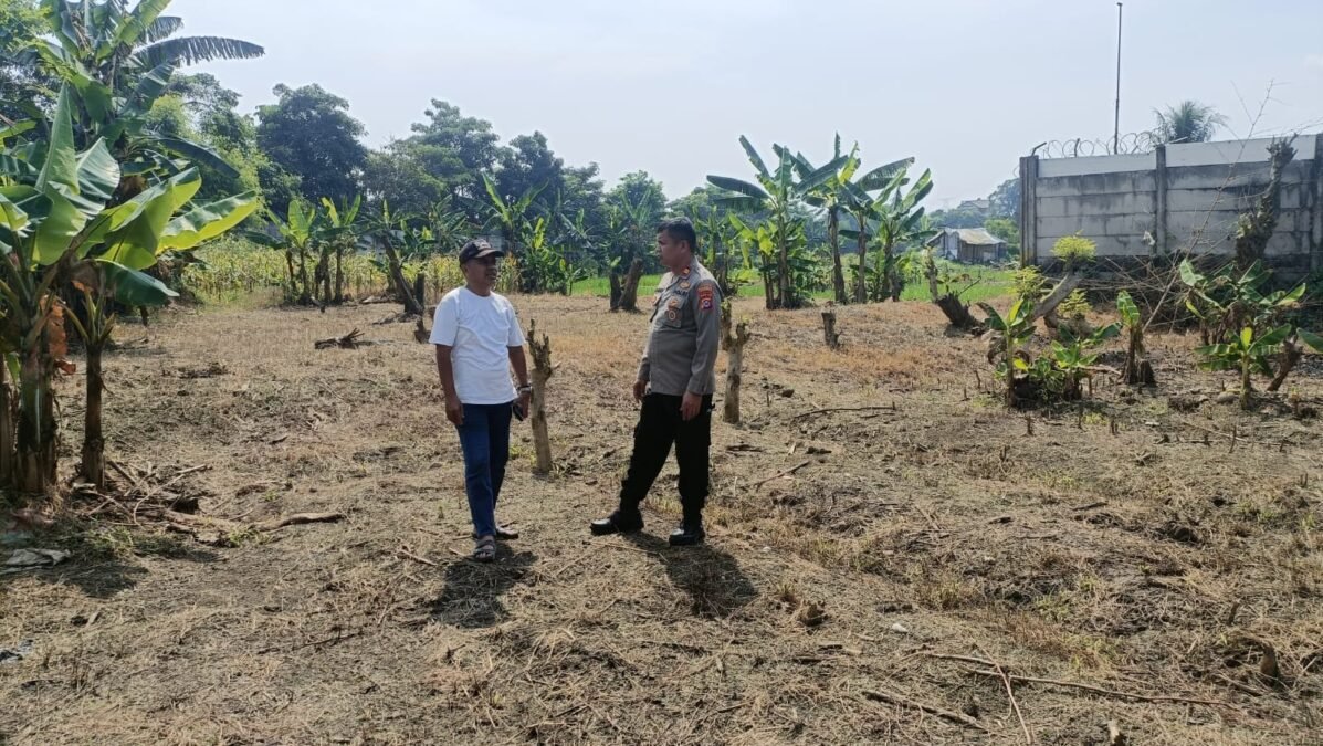 Polsek Cikupa Lakukan Pengecekan Perluasan Lahan Jagung di Desa Cibadak